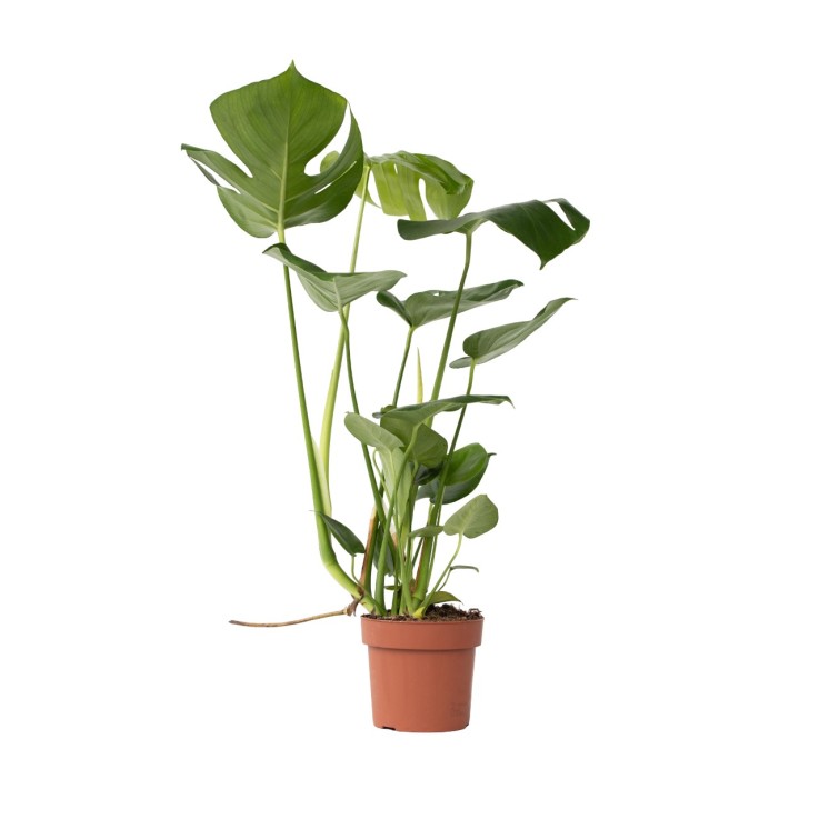 Plante à trous - Monstera deliciosa - Hauteur 50-60cm - ⌀17cm