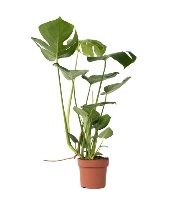 Plante à trous - Monstera...