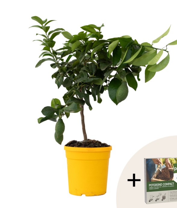 Citronnier - Citrus limon -...