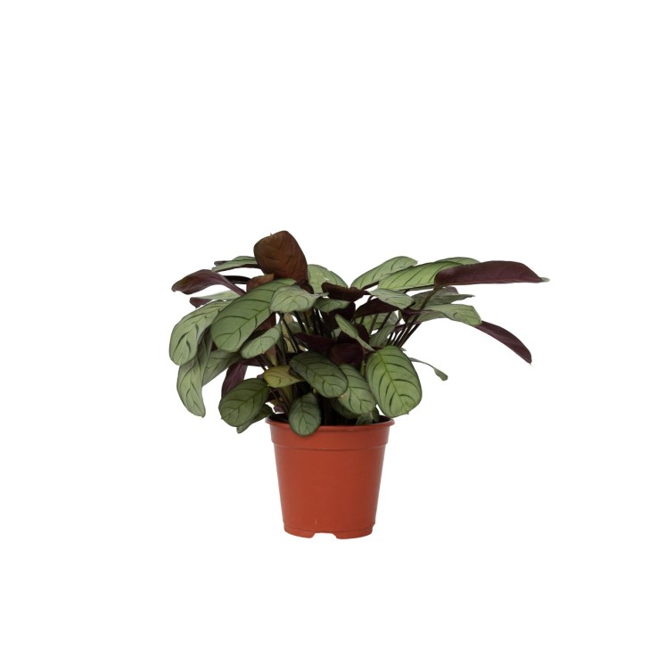 Plante Dormeuse - Ctenanthe burle-marxii 'Amagris' - Hauteur 25-35cm - ⌀14cm