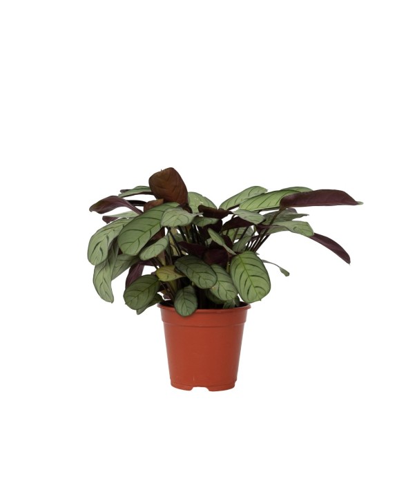 Plante Dormeuse - Ctenanthe...