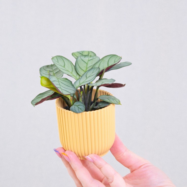 Plante Dormeuse - Ctenanthe burle-marxii 'Amagris' - Hauteur 25-35cm - ⌀14cm