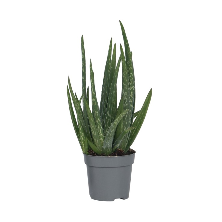Aloe vera - Aloe barbadensis - Hauteur 25-40cm - ⌀10,5cm