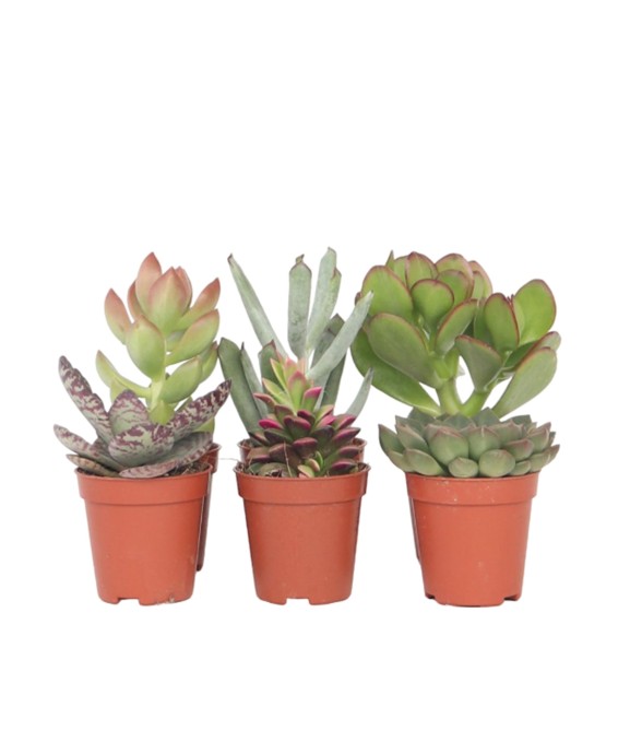 Mélange de petites...