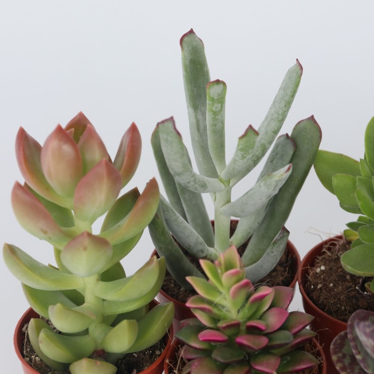 Mélange de petites succulentes - Set de 6 - Succulent Mix - H5-10cm - ⌀5,5cm