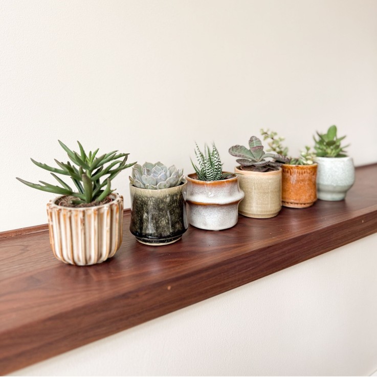 Mélange de petites succulentes - Set de 6 - Succulent Mix - H5-10cm - ⌀5,5cm