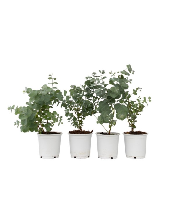 Gommier - Set de 6 -...