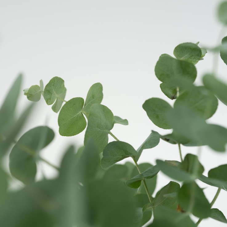 Gommier - Set de 6 - Eucalyptus 'Pulverulenta' - Hauteur 25-40cm - ⌀12cm