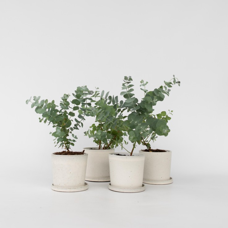 Gommier - Set de 6 - Eucalyptus 'Pulverulenta' - Hauteur 25-40cm - ⌀12cm