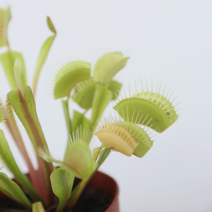 Vénus attrape-mouches - Set de 3 - Dionaea muscipula - Hauteur 5-15cm - ⌀5,5cm