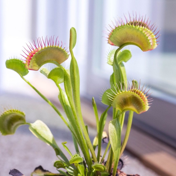 Vénus attrape-mouches - Set de 3 - Dionaea muscipula - Hauteur 5-15cm - ⌀5,5cm