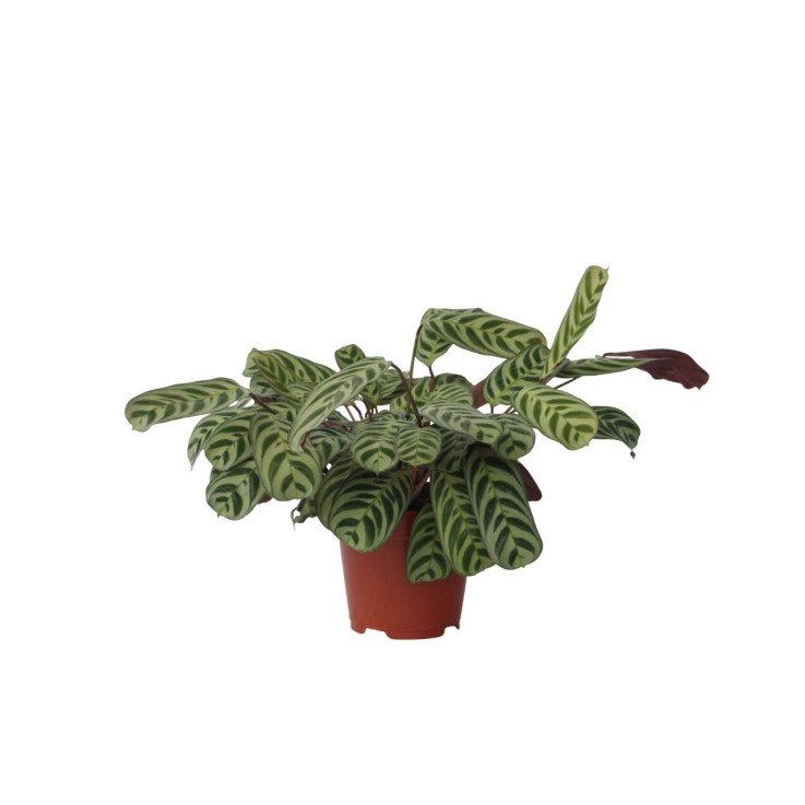 Plante Dormeuse - Ctenanthe 'burle-marxii' - Hauteur 30-40cm - ⌀14cm
