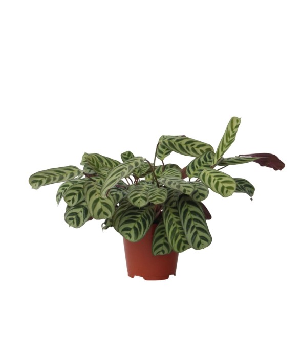 Plante Dormeuse - Ctenanthe...