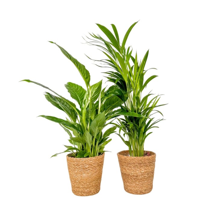 Mélange de plantes d'intérieur - Set 2 - Avec panier - Hauteur 60-75cm - ⌀17cm