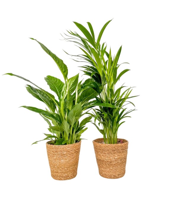 Mélange de plantes...