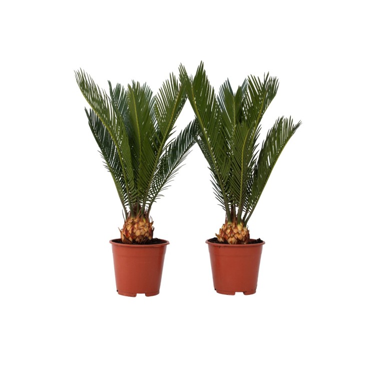Sagou du Japon - Set de 2 - Cycas revoluta - Hauteur 45-60cm - ⌀15cm