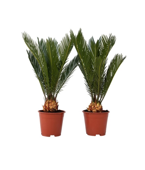 Sagou du Japon - Set de 2 -...