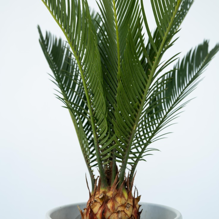 Sagou du Japon - Set de 2 - Cycas revoluta - Hauteur 45-60cm - ⌀15cm
