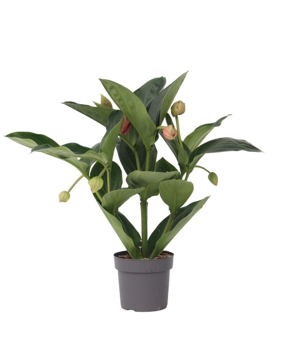 Medinille magnifique -...