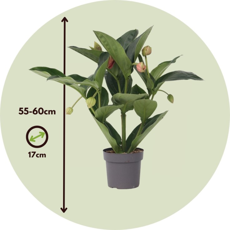 Medinille magnifique - Medinilla magnifica - Hauteur 55-60cm - ⌀17cm