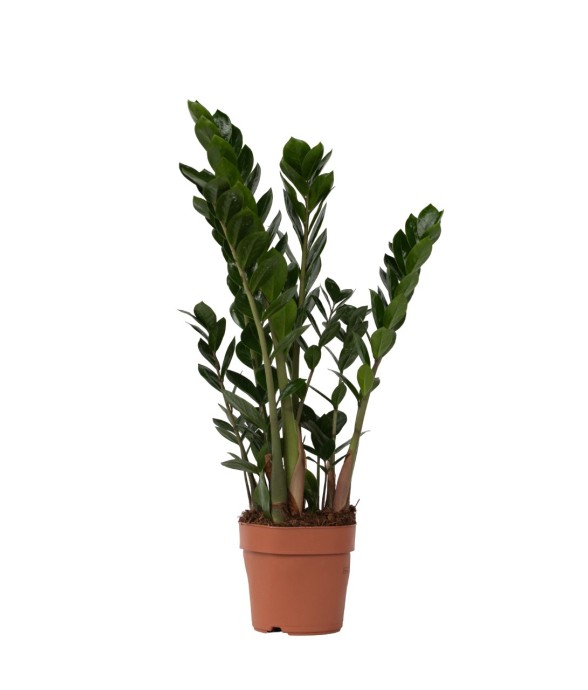 Plante ZZ - Zamioculcas...