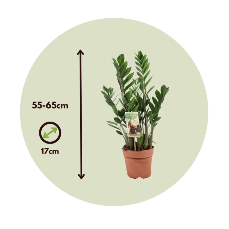 Plante ZZ - Zamioculcas Zamiifolia - Hauteur 55-65cm - ⌀17cm