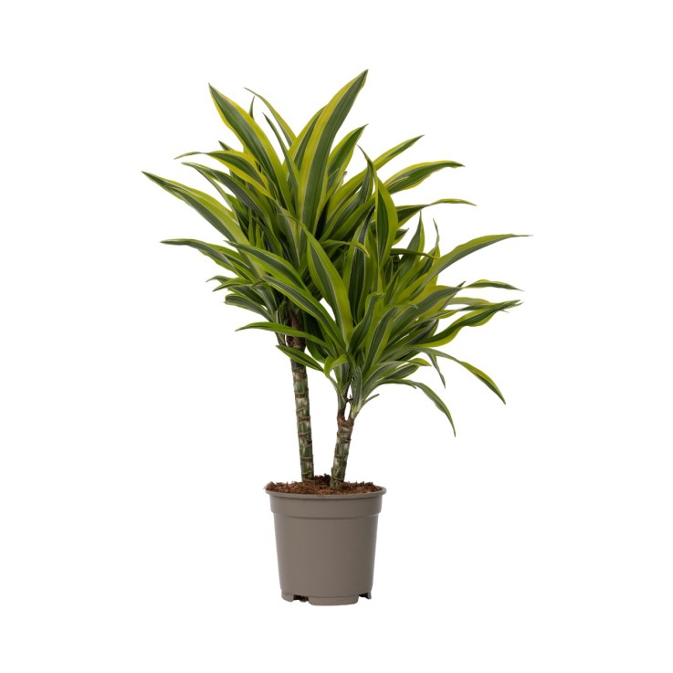 Dragonnier - Dracaena deremensis 'Lemon Lime' - Hauteur 60-70cm - ⌀17cm