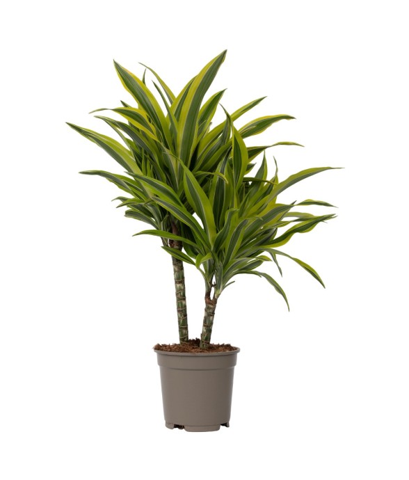 Dragonnier - Dracaena...