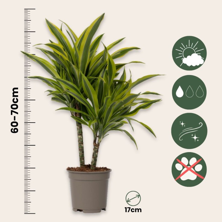 Dragonnier - Dracaena deremensis 'Lemon Lime' - Hauteur 60-70cm - ⌀17cm