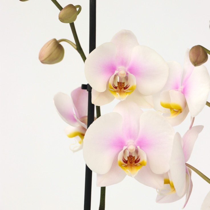 Orchidée papillon - Phalaenopsis - Hauteur 50-60cm - ⌀12cm