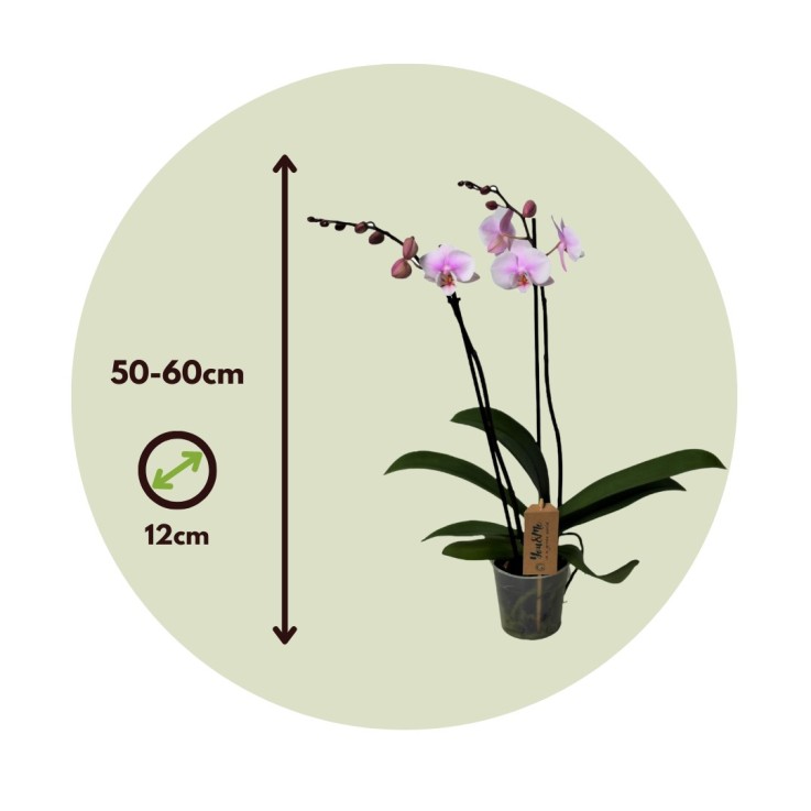 Orchidée papillon - Phalaenopsis - Hauteur 50-60cm - ⌀12cm