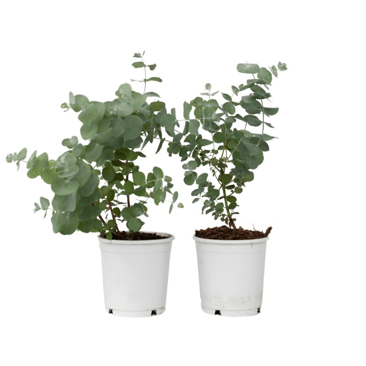 Gommier - Set de 2 - Eucalyptus 'Pulverulenta' - Hauteur 25-40cm - ⌀13cm