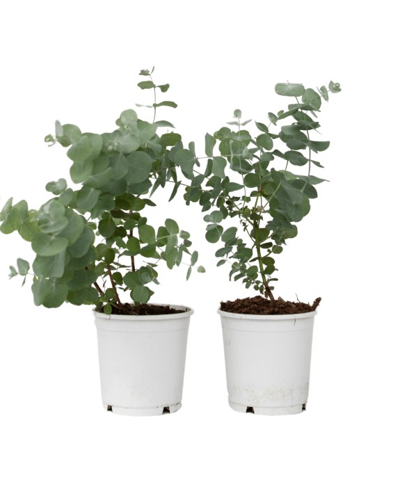 Gommier - Set de 2 -...