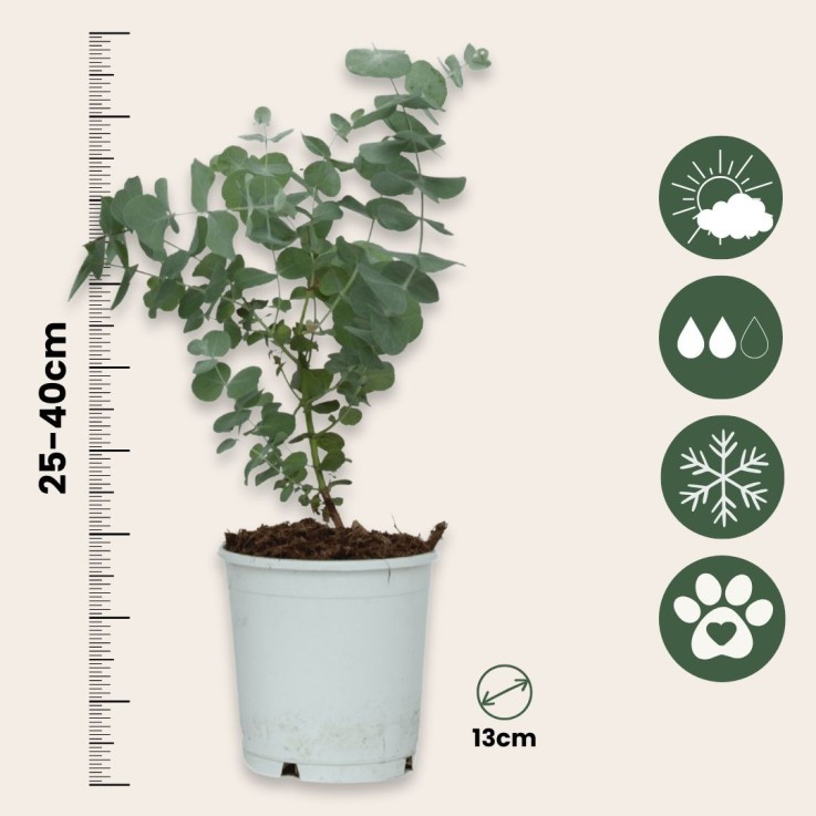 Gommier - Set de 2 - Eucalyptus 'Pulverulenta' - Hauteur 25-40cm - ⌀13cm