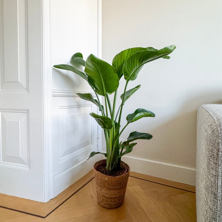 Oiseau de paradis avec panier - Strelitzia nicolai 90-110 cm ⌀21 cm