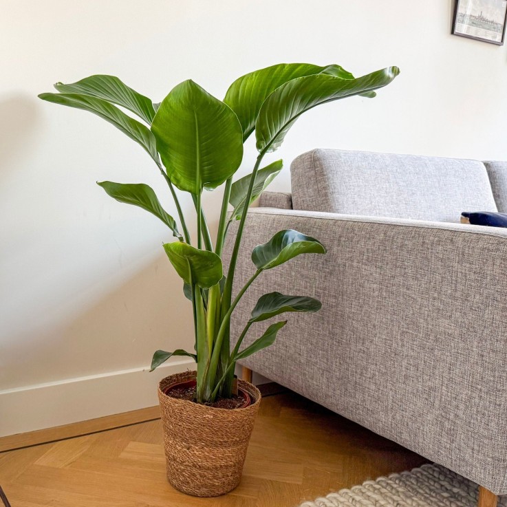 Oiseau de paradis avec panier - Strelitzia nicolai 90-110 cm ⌀21 cm