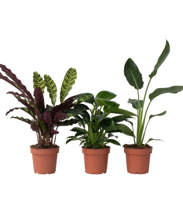 Mélange de plantes vertes...