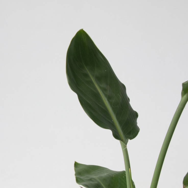 Mélange de plantes vertes d'intérieur - Set de 3 - Hauteur 25-40cm - ⌀12cm