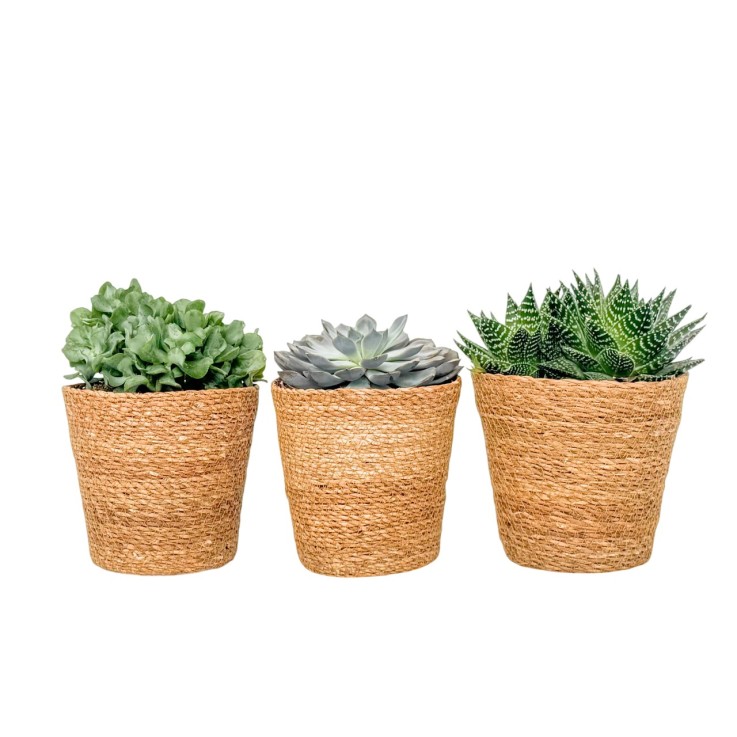 Succulentes - Mélange de 3 - Panier inclus - Hauteur 30-35cm - ⌀17cm