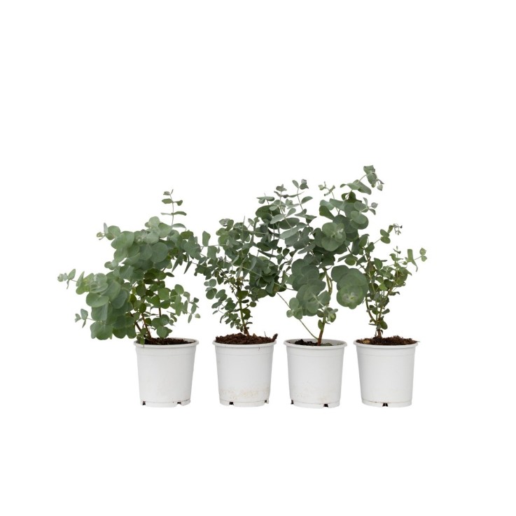Gommier - Set de 4 - Eucalyptus 'Pulverulenta' - Hauteur 25-40cm - ⌀12cm