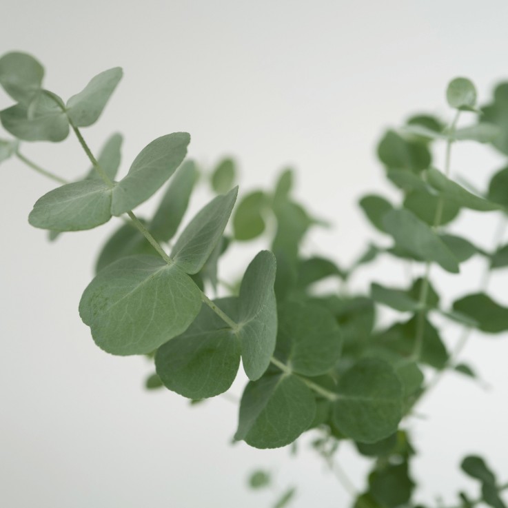 Gommier - Set de 4 - Eucalyptus 'Pulverulenta' - Hauteur 25-40cm - ⌀12cm