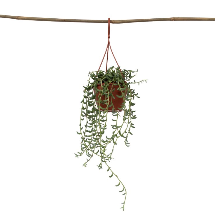 Collier de perles - Senecio radicans - Hauteur 10-20cm - ⌀12cm