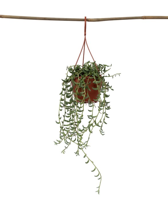 Collier de perles - Senecio...