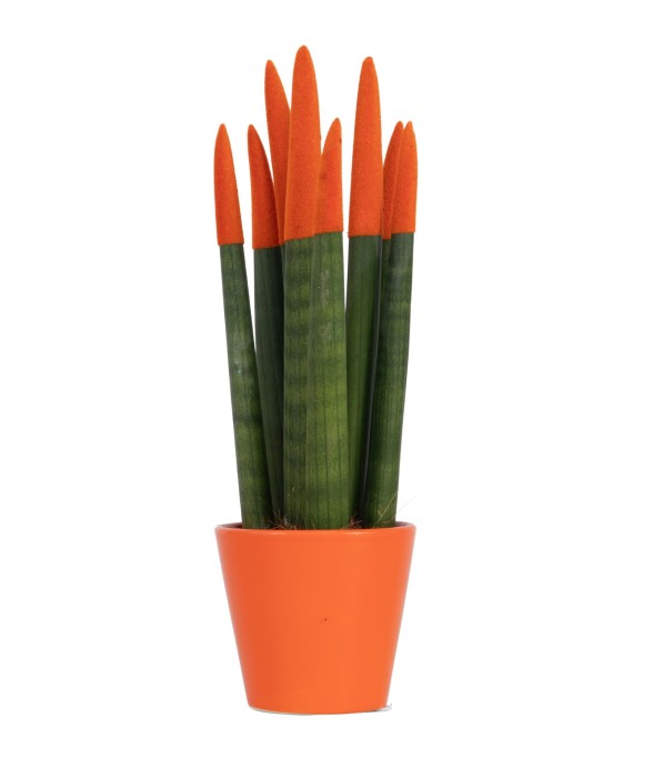 Sansevieria cylindrique -...