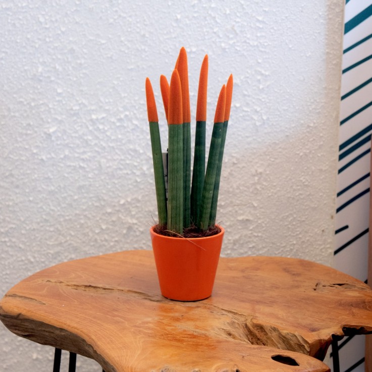 Sansevieria cylindrique - Hauteur 20-40cm - Pot 9cm