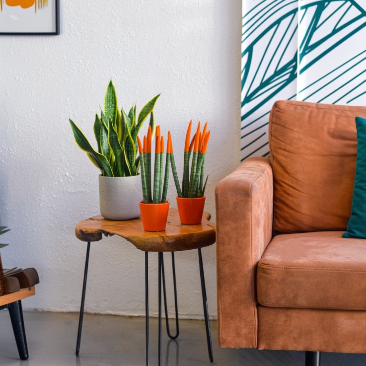 Sansevieria cylindrique - Hauteur 20-40cm - Pot 9cm