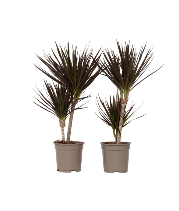 Dragonnier - Set de 2 -...