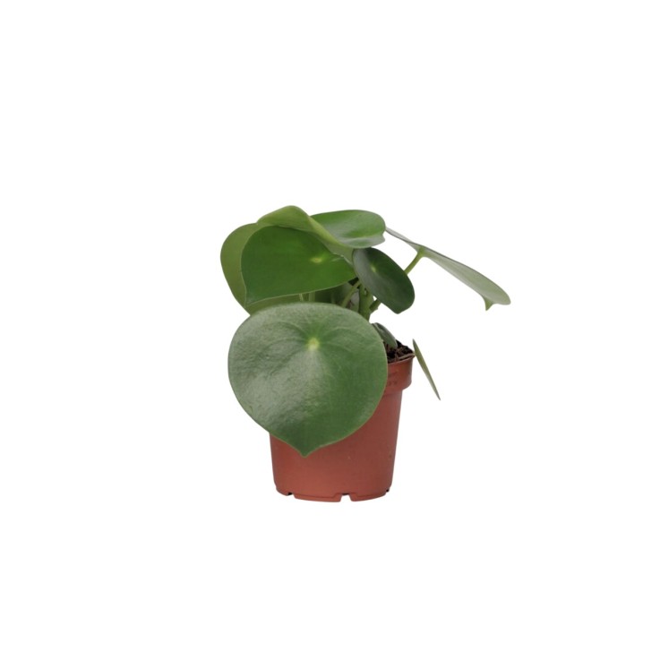 Pépéromie - Peperomia polybotrya - Hauteur 20-30cm - ⌀12cm
