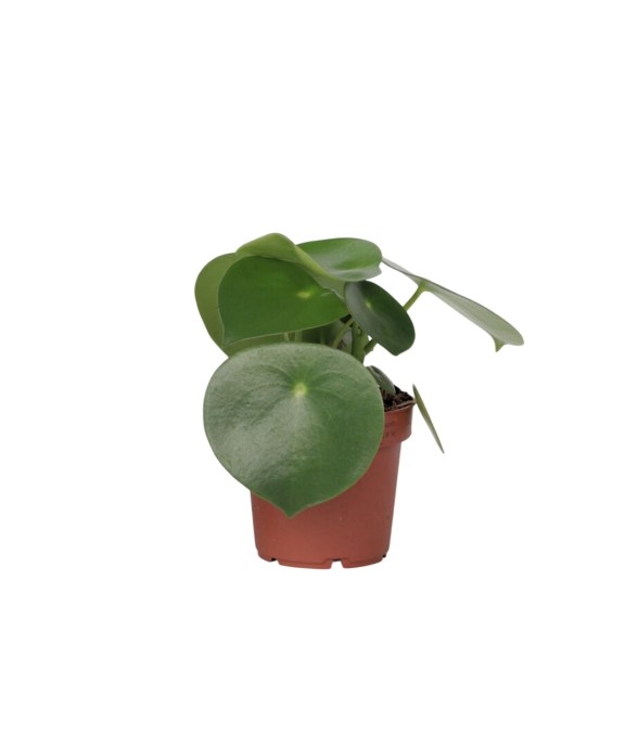 Pépéromie - Peperomia...