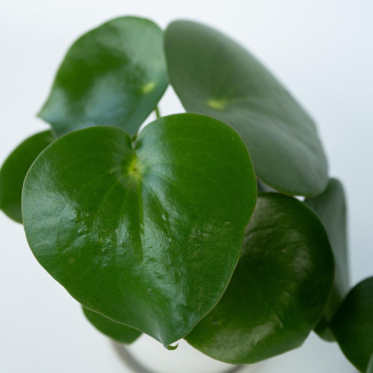 Pépéromie - Peperomia polybotrya - Hauteur 20-30cm - ⌀12cm